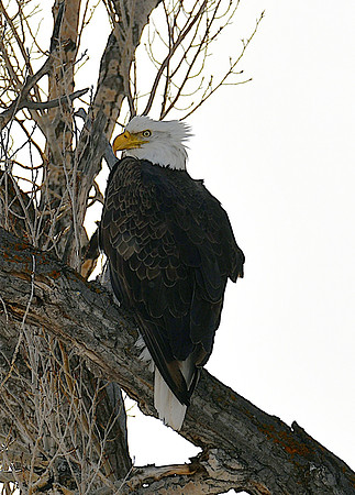 Adult Bald Eagle_1640