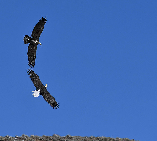 Bald Eagles Mates_36599