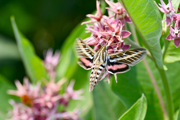 Sphinx Moth_5863