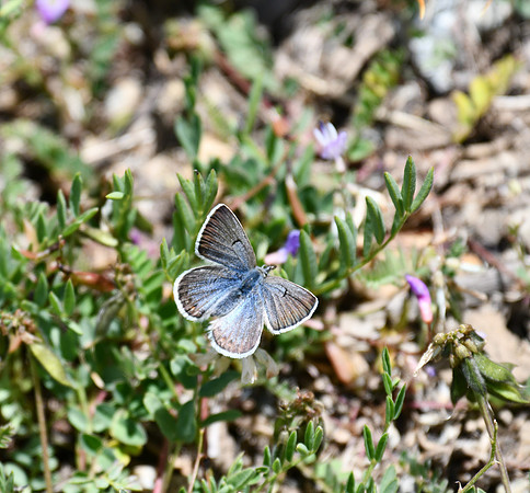 Silvery Blue Butterfly_6205