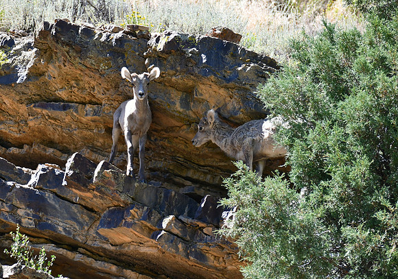 The lambs