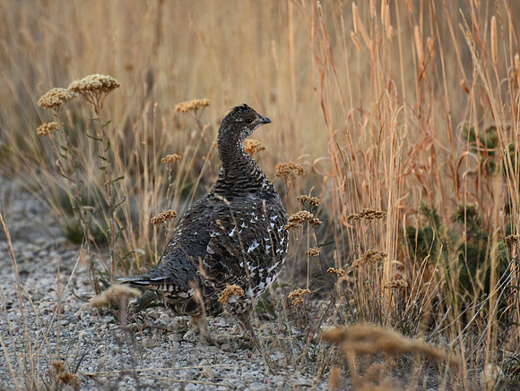 Sage Grouse