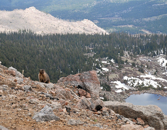 marmots on evans