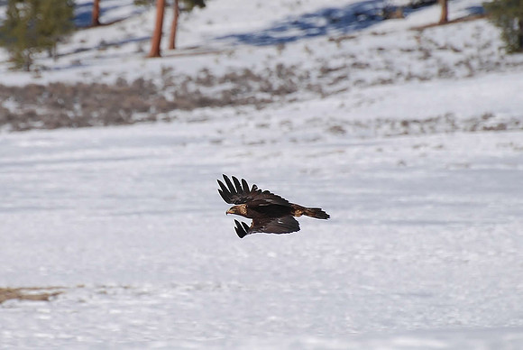 eagle 2_0045