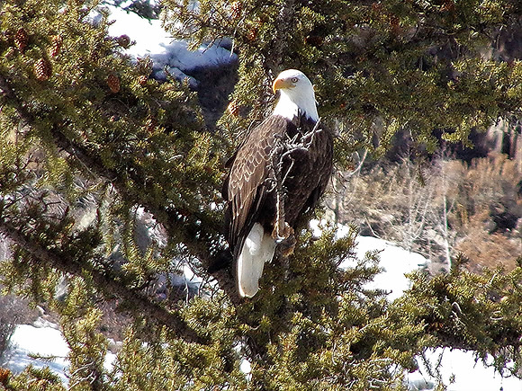 Majestic Bald Eagle  110_9171
