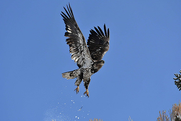 Juvenile Bald Eagle _8827