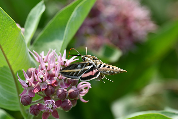AKA Hummingbird Moth_5825