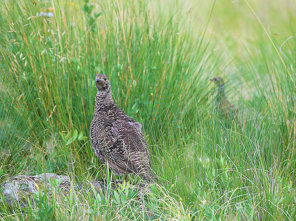 Sage Grouse Hen with chic _9288