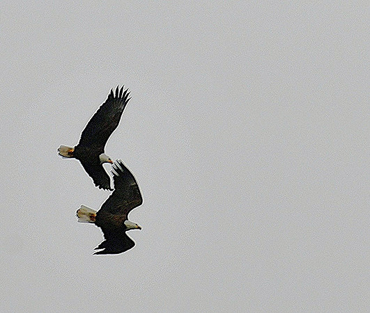 Mate Bald Eagles_0674