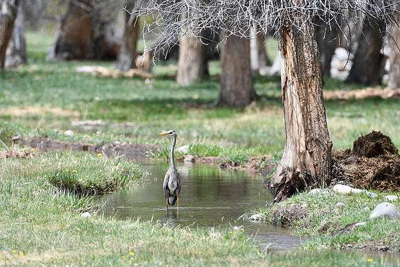 Walking the Stream_1374
