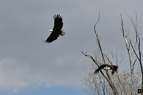 Bald Eagles flying together