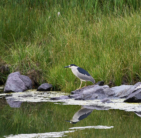 black crowned night heron_8452 (2)