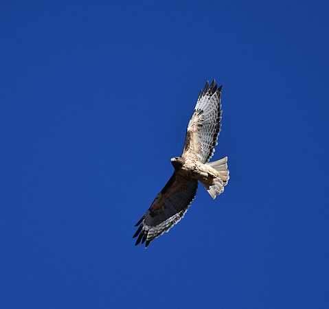 hawk wonder