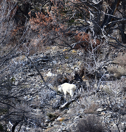 Mt Goat ascending to the cliffs_3510