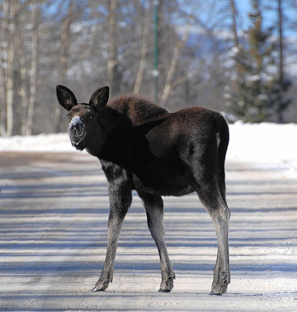 Baby Moose Traffic Jan_0044