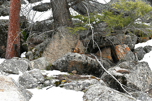 Hibernation Over_4638