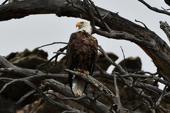 Eagle Watching_3332