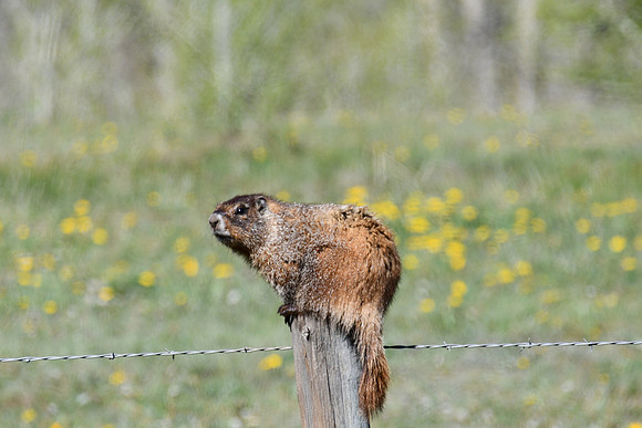 Yellow Belly Marmot in Wildflowers_1345