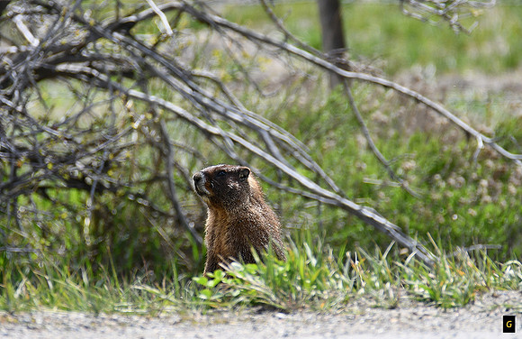 Marmot