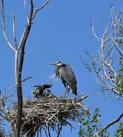 Three Babies_2234