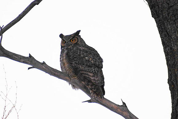 Owl_0015