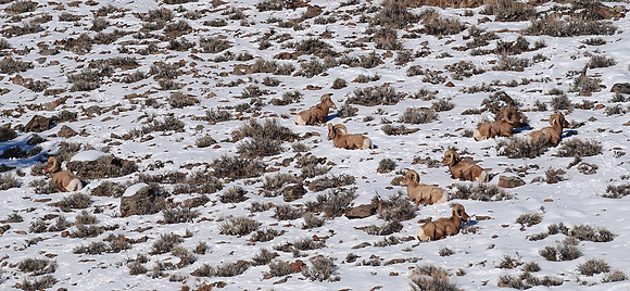 12 Rams