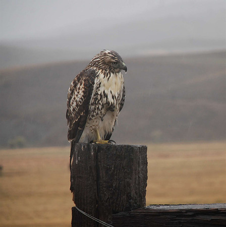 Redtail Hawk in the rain _0744
