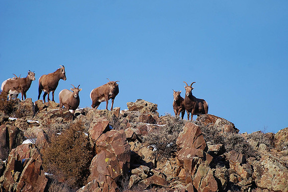 bighorns_0105