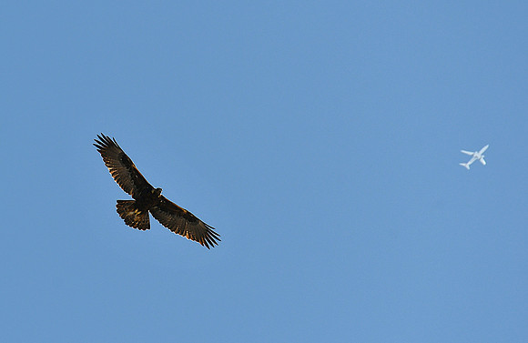 Golden Eagle with jet plane -9525