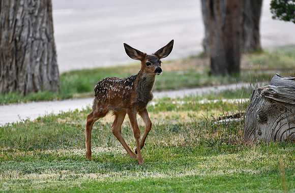 Town Deer_4225