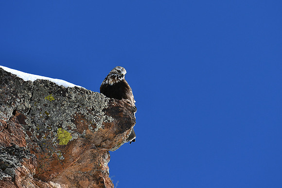 Delicate Rough-legged Hawk_2787
