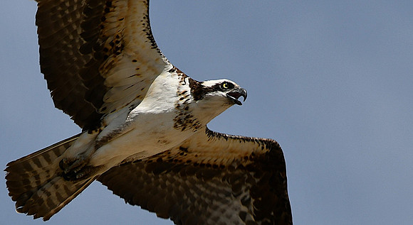 Chirping in flight_6385