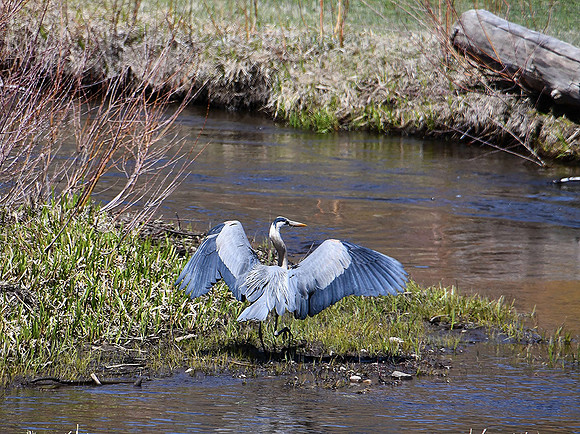 Great Blue Heron_7171
