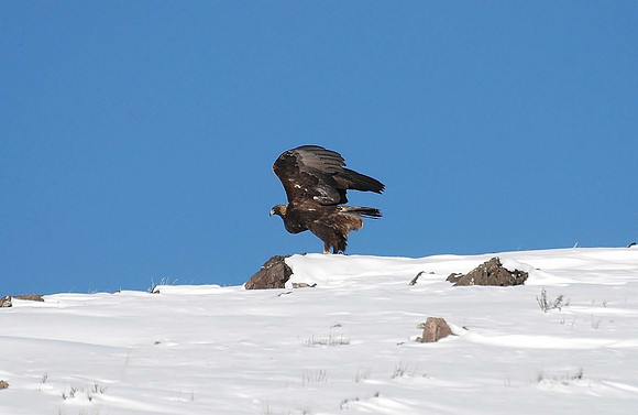 Golden Crest _0741