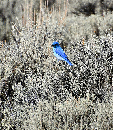 Bluebird on Sage_1846