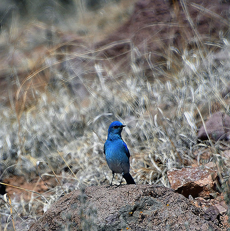 Little Blue_1876