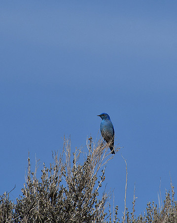 Mountain Bluebird_1891