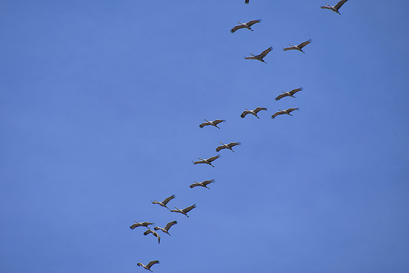 Sandhill Cranes_2256