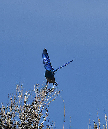 Winged Beauty_1895