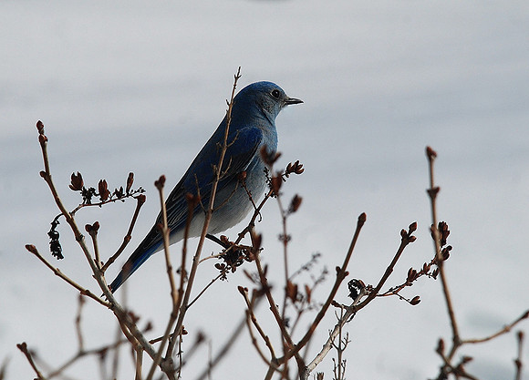 Backyard Guest_0583