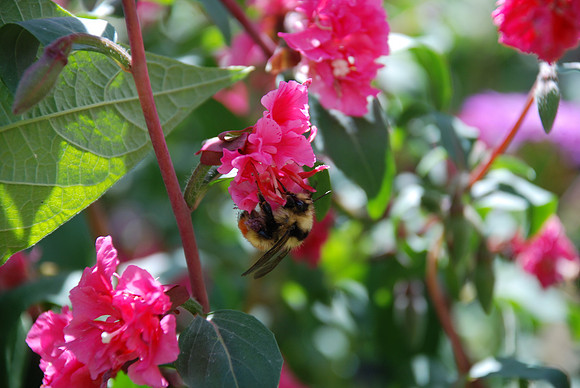Sweet Nectar_0609