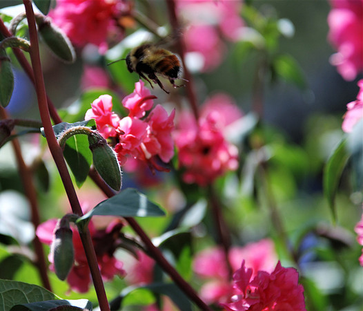 Fly Away Home_0612