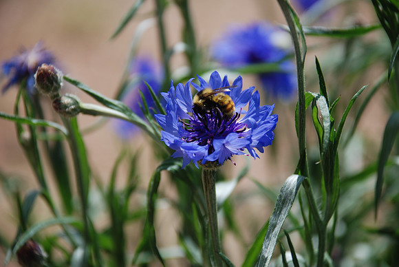 Bubble Bee on Flower_0631