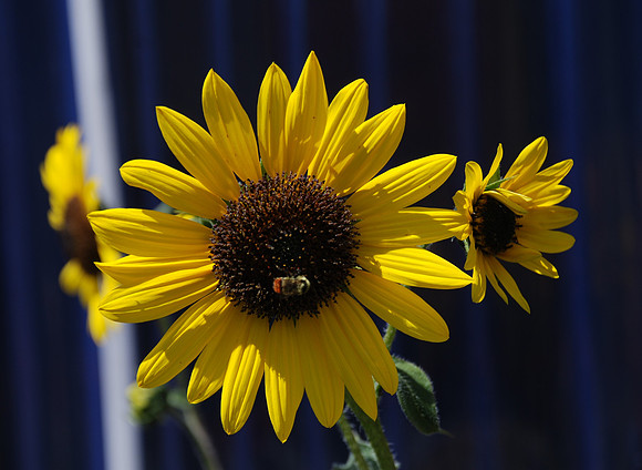 Sunflowers_0645