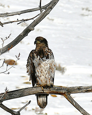 Young Bald Eagle_1836