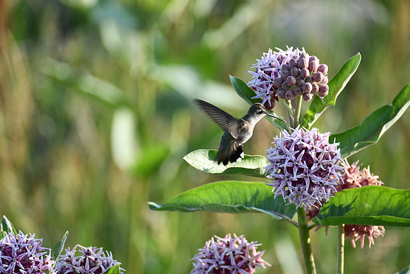 Sweet Nectar_8405