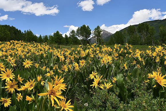 Meadow Gold- Crested Butte, Teresa Golden_8632