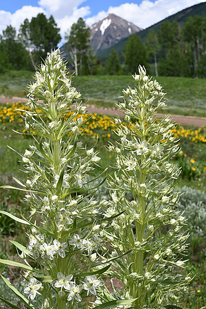 Monument Flowers - Crested Butte_ Teresa Golden_8654