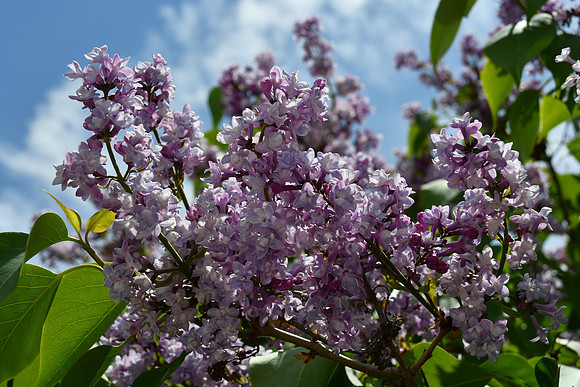 Lilacs_2707