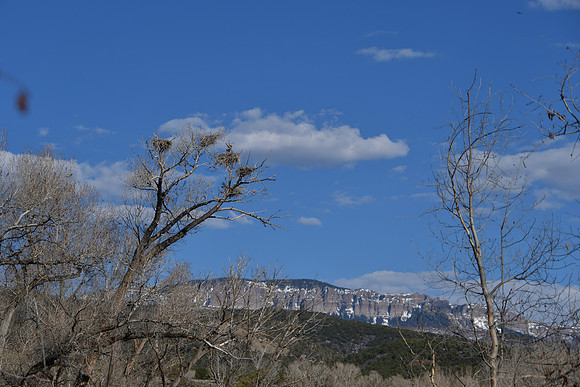 Blue Heron Heronry_7336